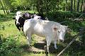 Meat&Greet org.PIPA_ (210)